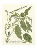 Weinmann Greenery II Giclee Print by Johann Wilhelm Weinmann