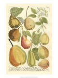 Plentiful Pears II Giclee Print by Johann Wilhelm Weinmann