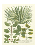 Weinmann Greenery IV Giclee Print by Johann Wilhelm Weinmann
