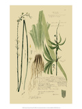 Ornamental Grasses III Giclee Print by A. Descubes