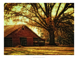 Last Tree Standing Reproduction procédé giclée par Danny Head
