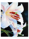 Summer's White Lily Giclee Print by Hanna Lore Koehler