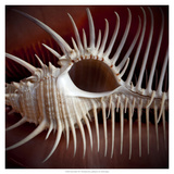 Macro Shells VIII Giclee Print by Rachel Perry