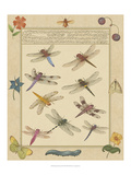 Dragonfly Manuscript III Giclee Print by Jaggu Prasad