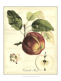 Printed Tuscan Fruits I Giclee Print by Vision Studio 