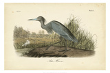 Audubon's Blue Heron Giclee Print by John James Audubon