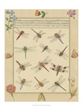 Dragonfly Manuscript I Giclee Print by Jaggu Prasad