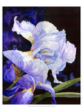 Summer's Iris Giclee Print by Hanna Lore Koehler