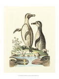Aquatic Birds IV Giclee Print by George Edwards