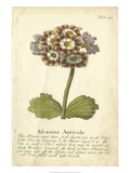 Non-Embellished Vintage Auricula II Giclee Print by Vision Studio 
