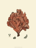 Red Coral IV Giclee Print