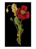 Exotic Beauty IV Giclee Print by Jaggu Prasad