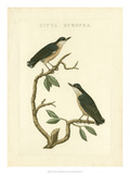 Nozeman Birds VI Giclee Print by Nozeman 
