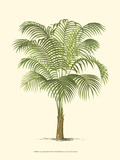 Palmera costera III Lámina giclée