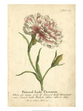 Non-Embellished Vintage Carnation Giclée-Druck von Vision Studio 