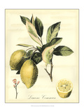 Printed Tuscan Fruits II Giclee Print by Vision Studio 
