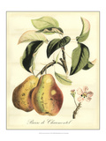 Printed Tuscan Fruits IV Giclee Print by Vision Studio 