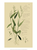 Ornamental Grasses IV Giclée-tryk af A. Descubes Ornamental Grasses IV Giclée-tryk af A. Descubes
