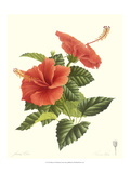 Hibiscus Giclee Print by James Linton Sain