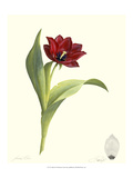 Tulip II Giclee Print by James Linton Sain