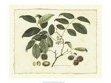 Delicate Botanical III Giclee Print by Samuel Curtis