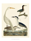 Heron Family II Giclee Print by A. Wilson