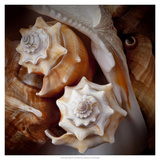 Macro Shells III Giclee Print by Rachel Perry