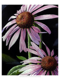 Summer's Purple Cone Giclee Print by Hanna Lore Koehler