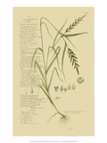 Ornamental Grasses I Giclee Print by A. Descubes