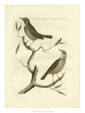 Nozeman Birds II Giclee Print by Nozeman 