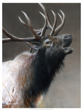 American Icon- Elk Giclee Print by Kevin Daniel
