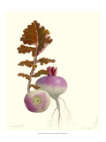 Turnip Giclee Print by James Linton Sain