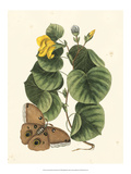 Butterfly and Botanical I Giclee Print by Mark Catesby
