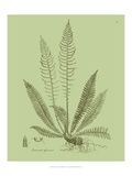 Fresh Ferns I Giclee Print by Samuel Curtis