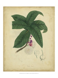 Engelmann Botanical V Giclee Print by Engelmann 