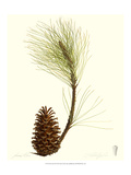 Pine Tree III Giclee Print by James Linton Sain