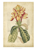Curtis Tropical Blooms IV Giclee Print by Samuel Curtis
