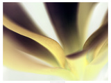 Petal II Reproduction procédé giclée par Tang Ling