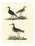 Selby Sandpipers II Reproduction procédé giclée par John Selby