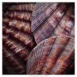 Macro Shells V Giclee Print by Rachel Perry