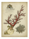 Imperial Coral II Giclee Print