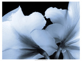 Reveal on Black I Giclee Print