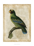 Antiquarian Birds VI Giclee Print