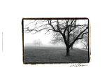 Distant Trees Giclee Print by Laura Denardo