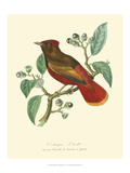 Nature Jardin II Giclee Print by L. Curmer