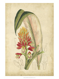 Curtis Tropical Blooms II Giclee Print by Samuel Curtis