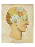 Vintage Phrenology Reproduction procédé giclée