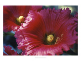 Red Hollyhock Giclée-Druck von Meg Mccomb