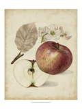 Harvest Apples II Giclee Print by Heinrich Pfeiffer