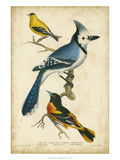 Wilson's Blue Jay Reproduction procédé giclée par Alexander Wilson